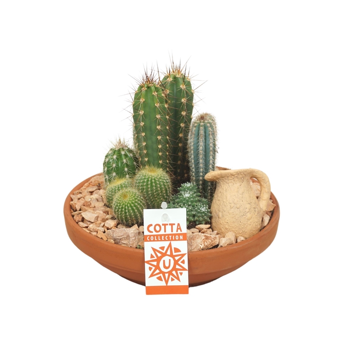 <h4>Arr.  Cactus L%</h4>