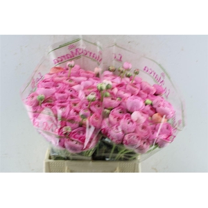 Ran Kloon Prima Flamingo