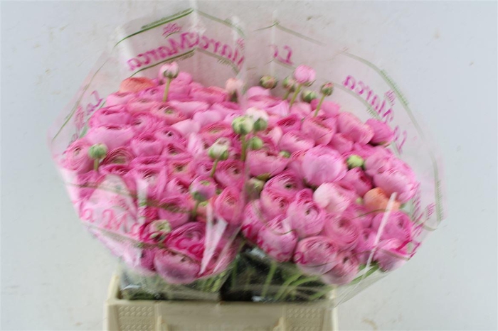 <h4>Ran Kloon Prima Flamingo</h4>