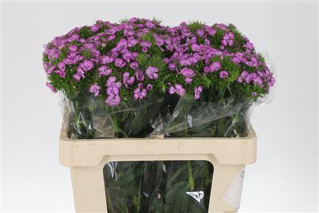 <h4>Di Barb Melian Bre</h4>