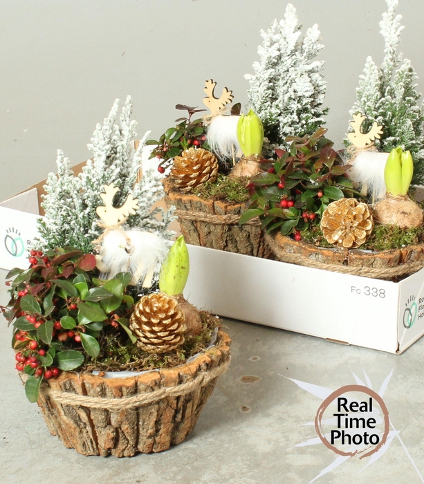 <h4>Arr Tuinplanten</h4>