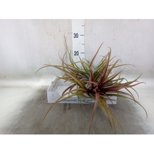 Tillandsia