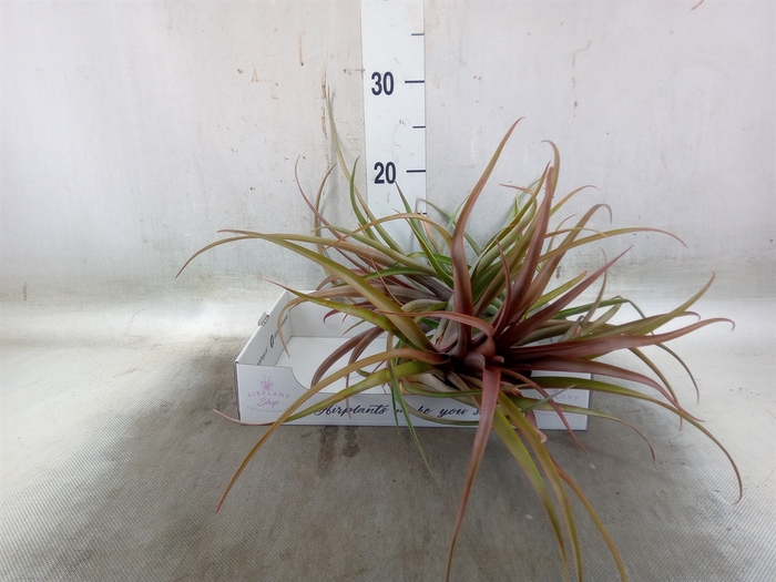 <h4>Tillandsia</h4>