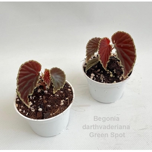 Begonia darthvaderiana Green Spot 9cm *NEW*