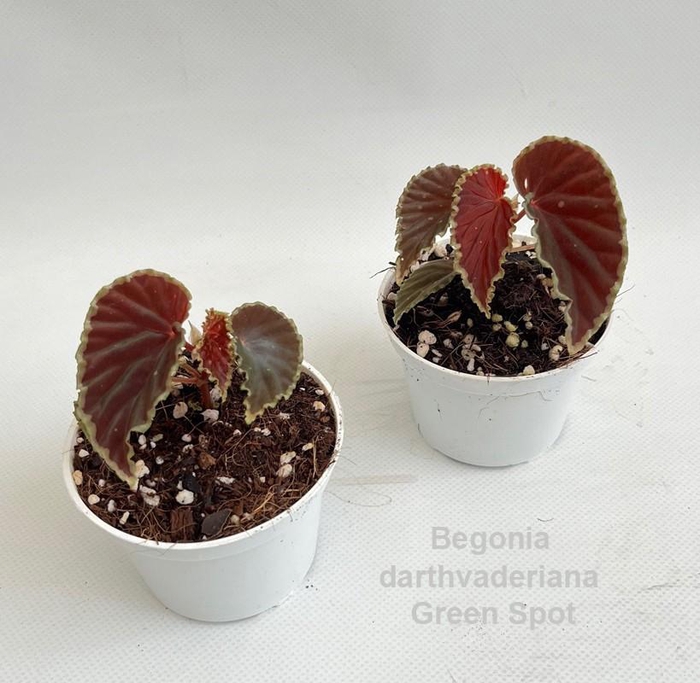 <h4>Begonia darthvaderiana Green Spot 9cm *NEW*</h4>
