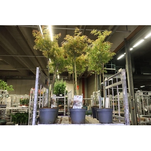 arr8 Acer Pa Jer Schwartz