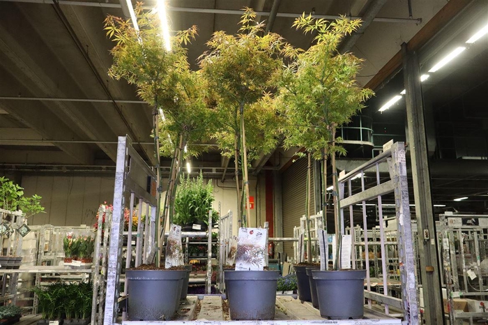 <h4>arr8 Acer Pa Jer Schwartz</h4>