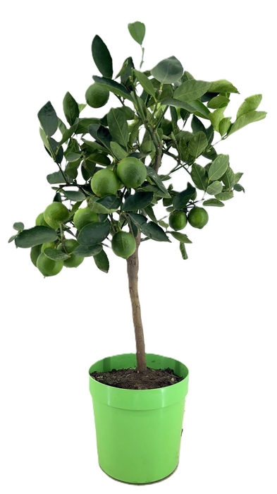 <h4>Citrus lime</h4>