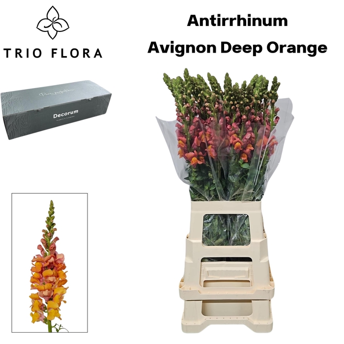 <h4>ANTIR AVIGNON D ORAN Big Box 80</h4>