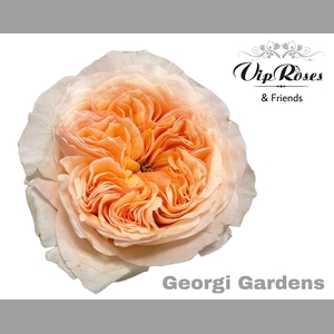 R GR GEORGI GARDENS!