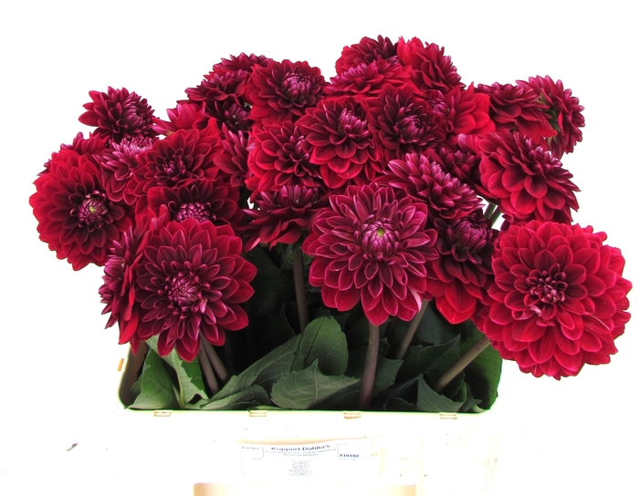 <h4>DAHL RED RUNNER</h4>