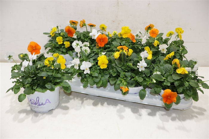 <h4>arr8 Vio Tricolor</h4>