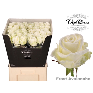 R Gr Frost Avalanche