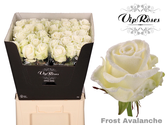 R GR FROST AVALANCHE