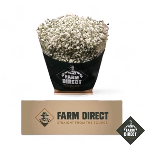 GYPS PA XLENCE 40GR BOX