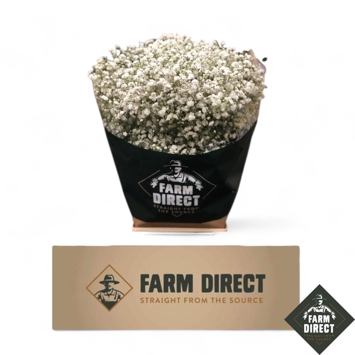 <h4>GYPS PA XLENCE 40GR BOX</h4>