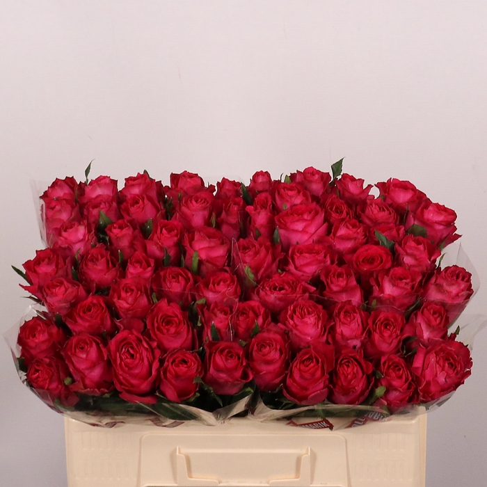 <h4>R GR MADAM CERISE</h4>