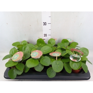 Pilea peperomoides