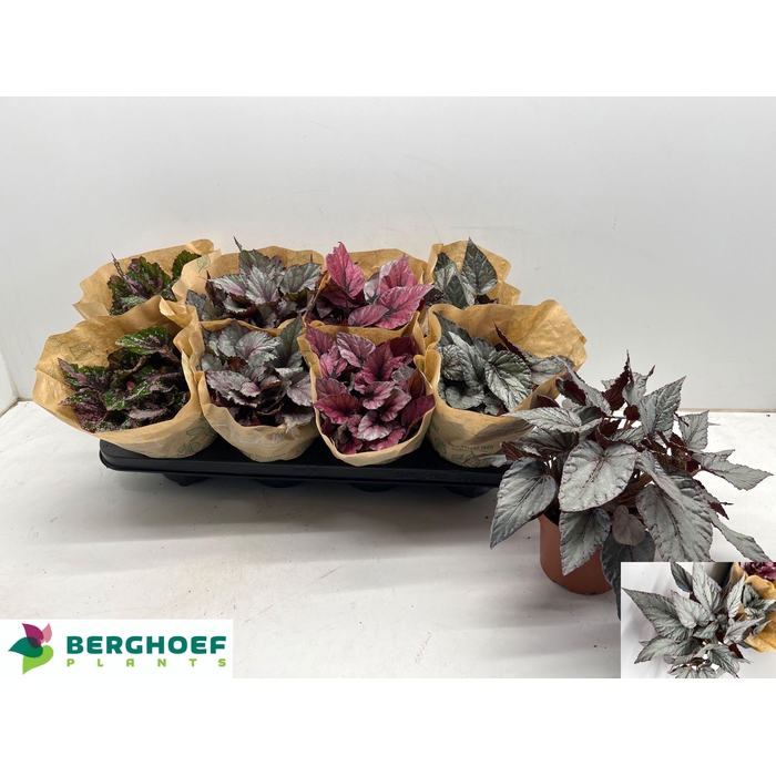 <h4>BEG BEL GEM</h4>