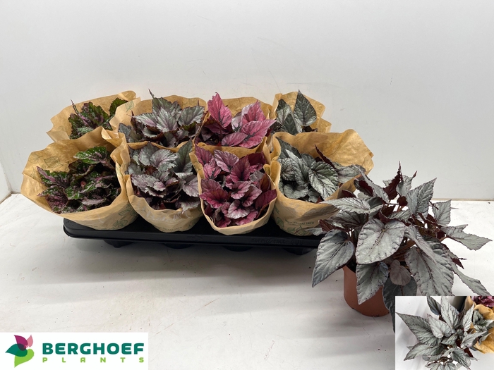 <h4>BEG BEL GEM</h4>