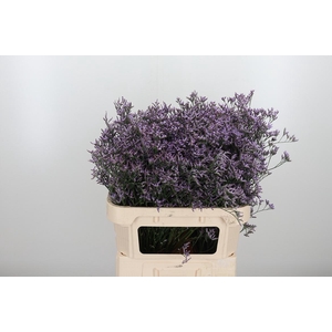 Limon Safora Lilac
