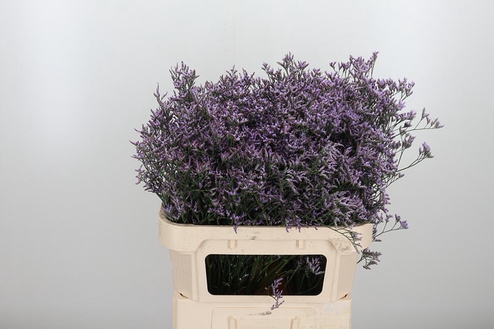 <h4>Limon Safora Lilac</h4>
