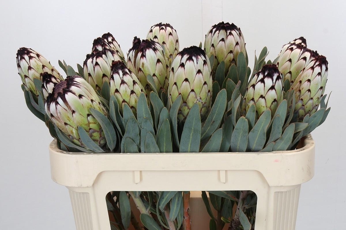 Protea Niobe