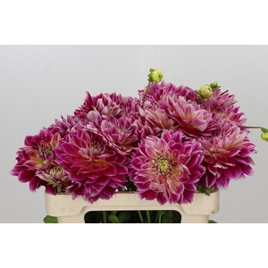 Dahlia Temple of Beauty