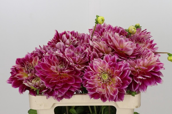 <h4>Dahlia Temple of Beauty</h4>