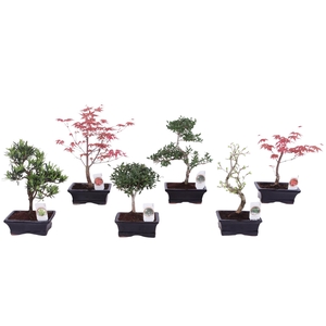 Outdoor Bonsai cv. pot 15cm