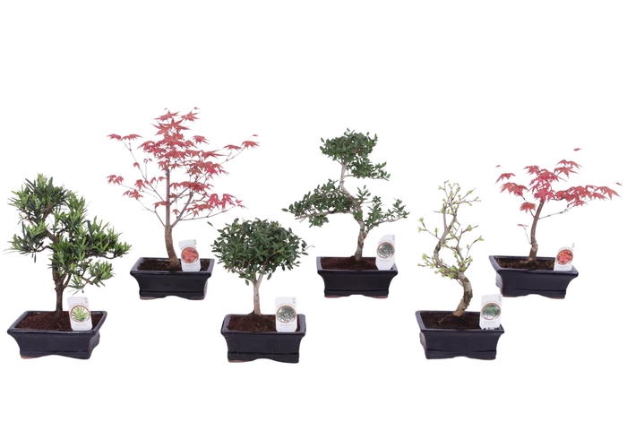 <h4>Outdoor Bonsai cv. pot 15cm</h4>