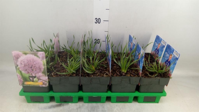 <h4>Allium senescens</h4>