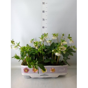 Helleborus ori. 'Verboom Cinderel'