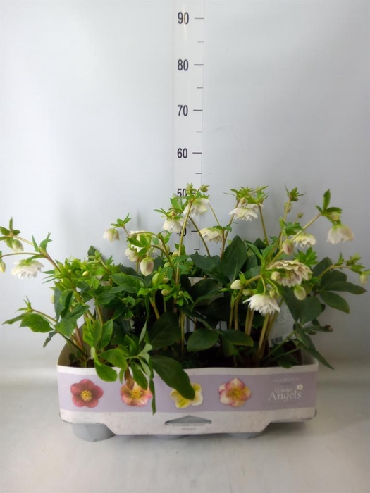 <h4>Helleborus ori. 'Verboom Cinderel'</h4>