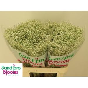 GYPS PA ZI DISCOVERY