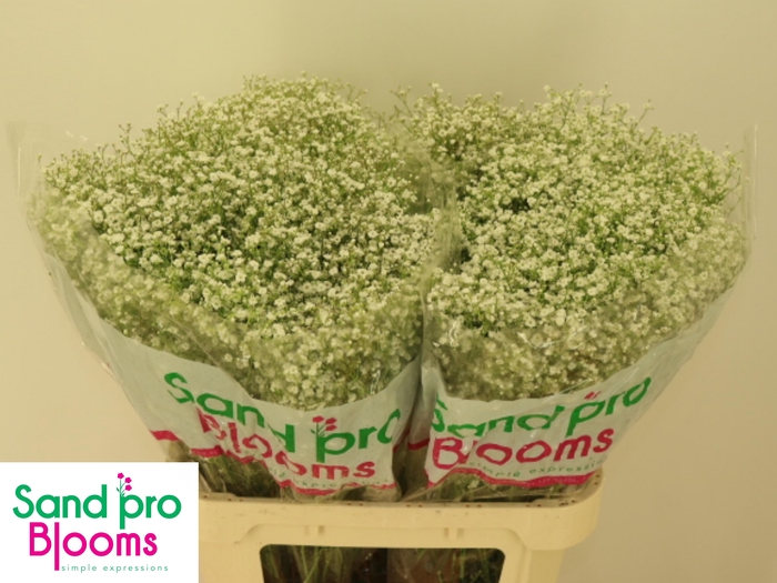 <h4>GYPS PA ZI DISCOVERY</h4>