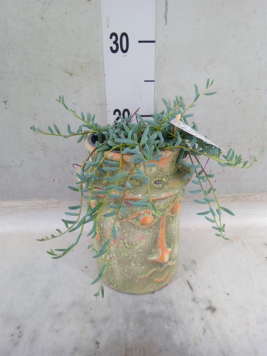 <h4>Senecio   ...</h4>