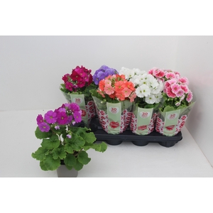 PRIM OB SWEETK A GEM