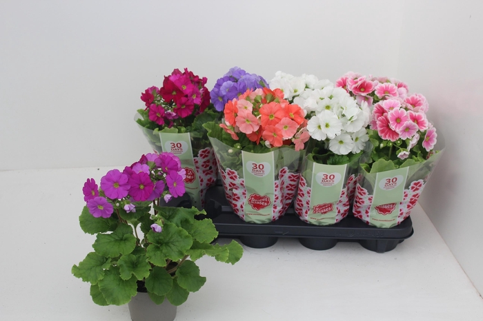 <h4>PRIM OB SWEETK A GEM</h4>