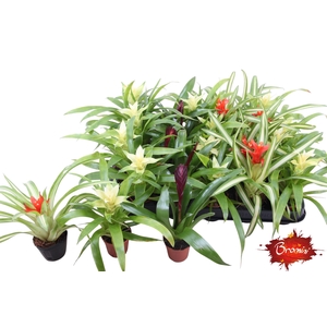 BROMELIA GEM