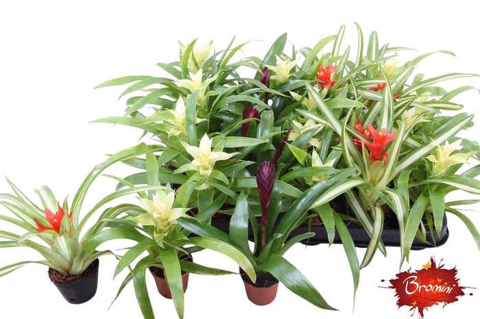 <h4>BROMELIA GEM</h4>