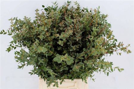 <h4>Eucalyptus Parvifoli</h4>