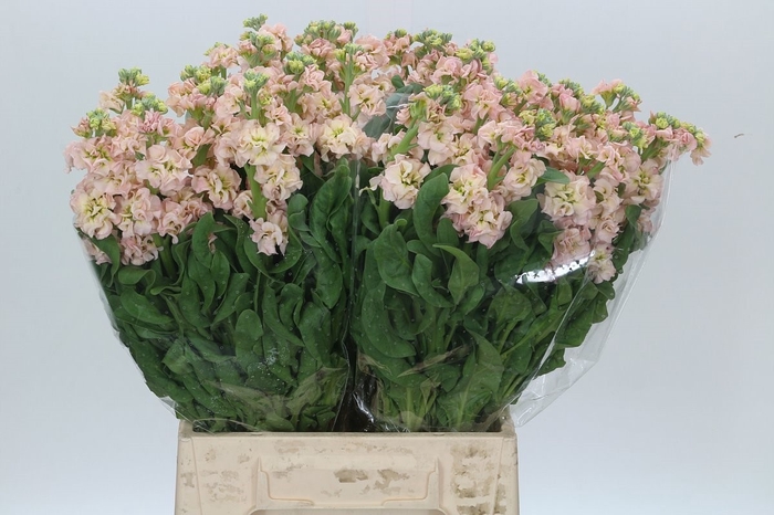 <h4>Matthiola Iron Apricot</h4>