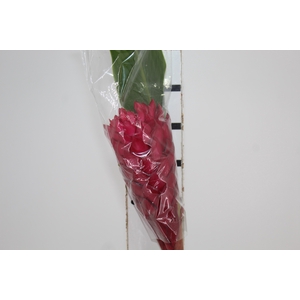 ALPINIA VERMELHO
