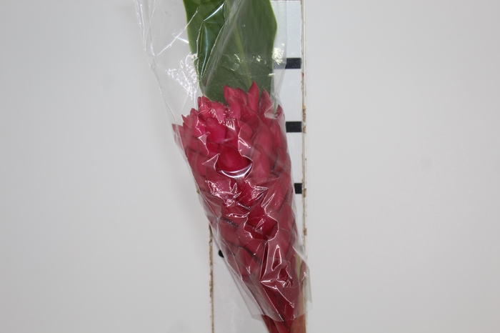 <h4>ALPINIA VERMELHO</h4>