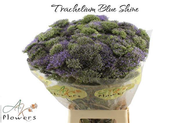 <h4>TRACH BLUE SHINE</h4>