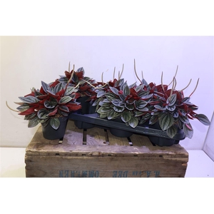 arr8 Pep Ca Santorini