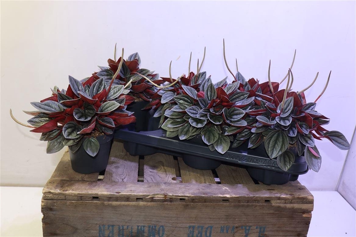 <h4>arr8 Pep Ca Santorini</h4>