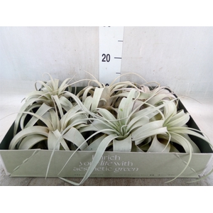 Tillandsia xerographica