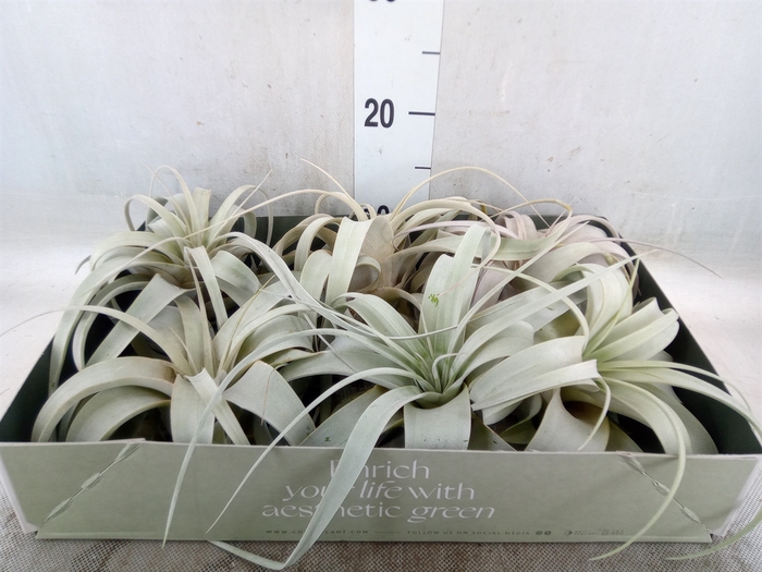 <h4>Tillandsia xerographica</h4>